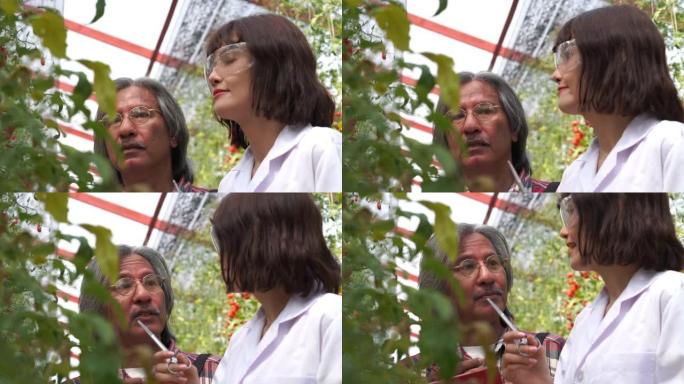 亚洲研究人员和famer测试了番茄的质量，用于研发，转基因食品，生物食品概念