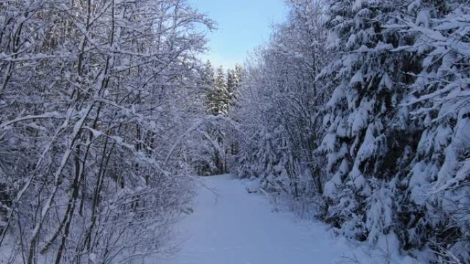 雪树的冬季景观