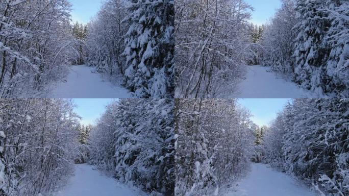 雪树的冬季景观