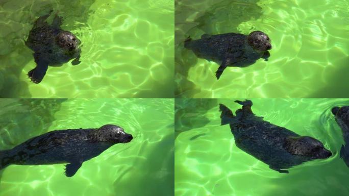 大西洋灰海豹-Halichoerus grypus在terarium的水面游泳。有趣的海豹仰望并在盐