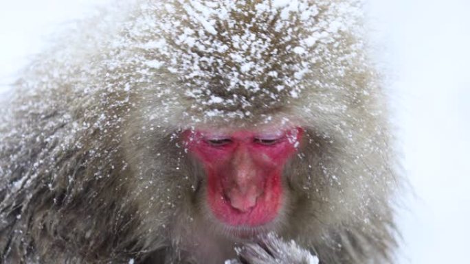 成年日本雪猴在下雪时进食。日本中野。