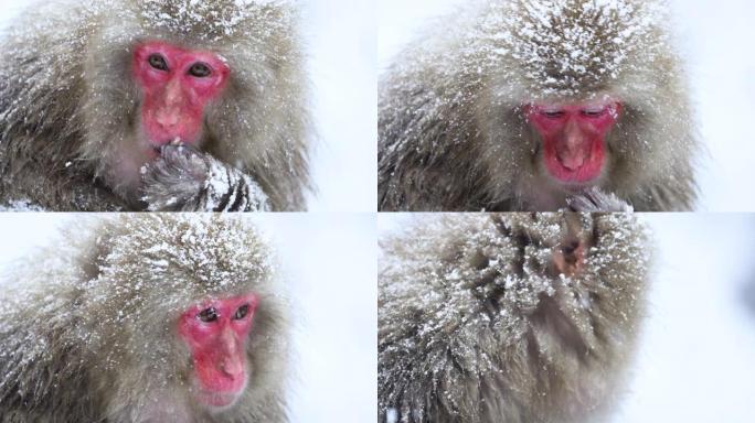成年日本雪猴在下雪时进食。日本中野。