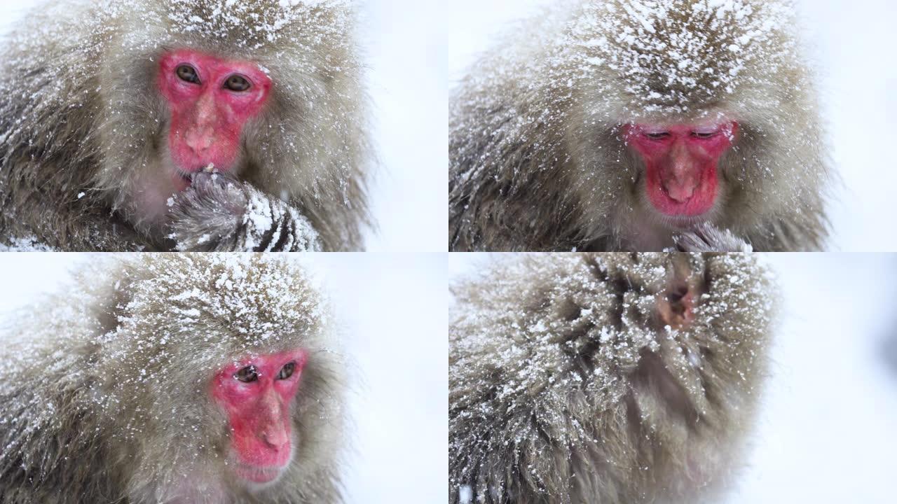 成年日本雪猴在下雪时进食。日本中野。