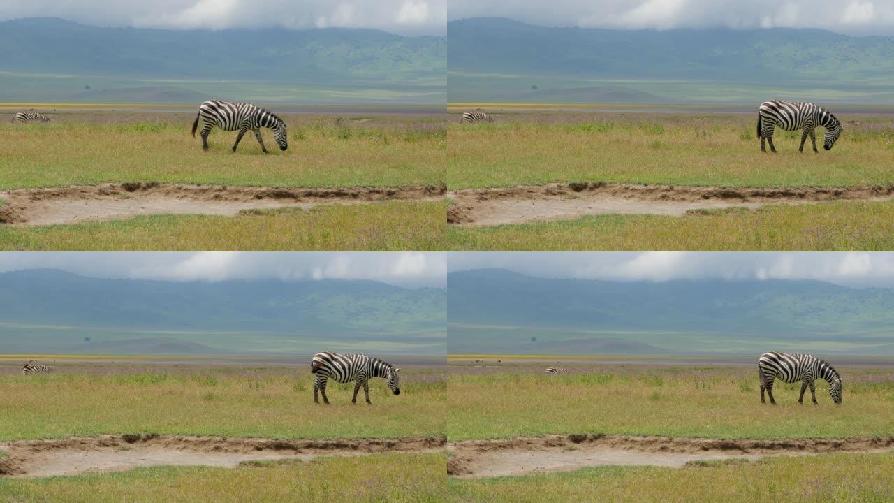 在坦桑尼亚恩戈罗恩戈罗火山口行走的斑马