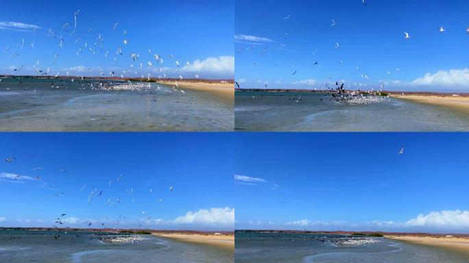 海鸥和鹈鹕在海滩上飞翔