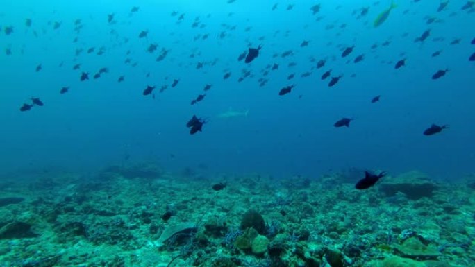 一群ang Grey礁鲨在印度洋，马尔代夫，亚洲的珊瑚礁上的蓝色水中游泳