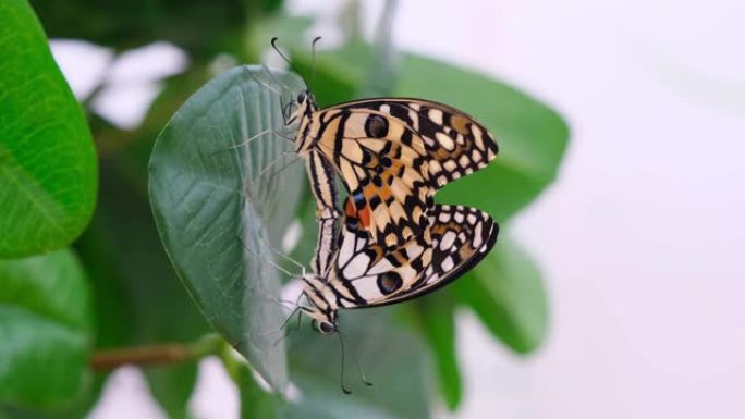 两只蝴蝶在绿叶背景上展开翅膀，特写。蝴蝶交配。复制空间