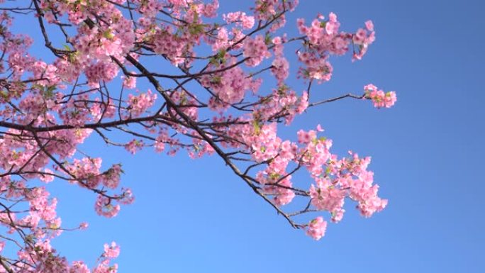 河津樱花在湛蓝的天空下