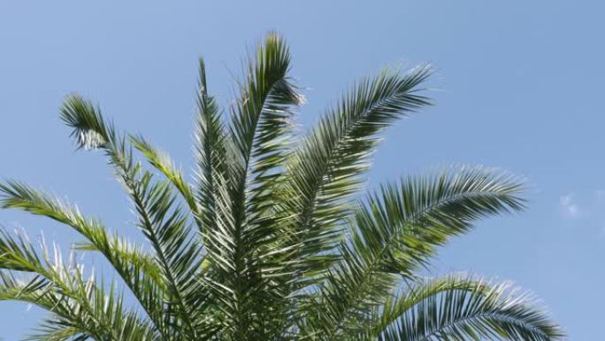 蓝天4K的槟榔科棕榈科植物分支的热带背景