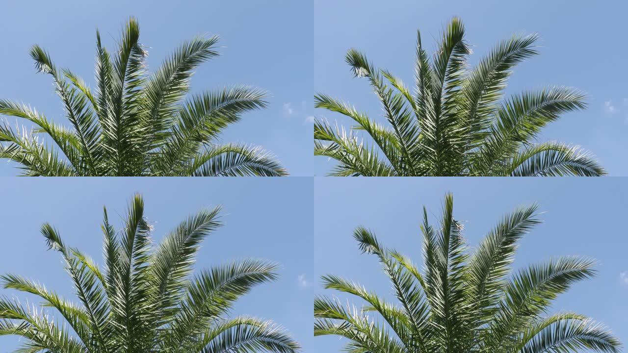 蓝天4K的槟榔科棕榈科植物分支的热带背景