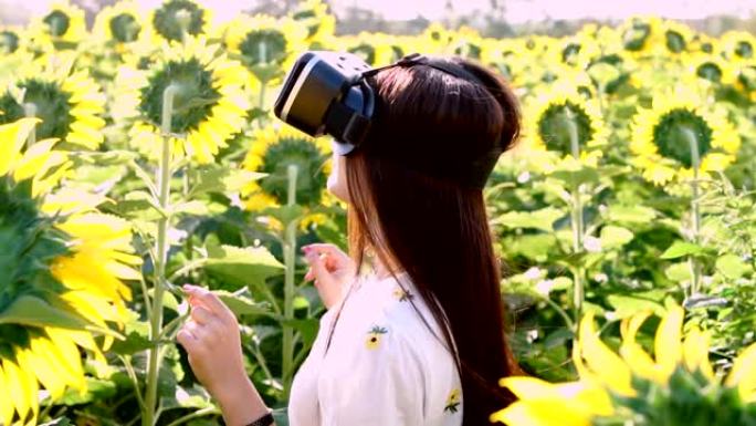 亚洲女性在日落时分在大向日葵之间的VR眼镜中工作