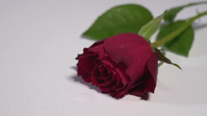 一朵红玫瑰落在白色的表面上，溅起了露水