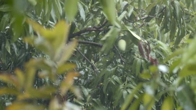 在多风的暴雨中近距离拍摄芒果树