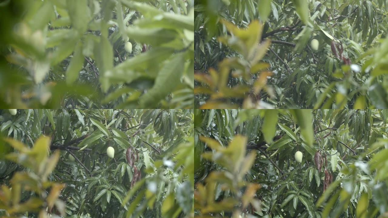 在多风的暴雨中近距离拍摄芒果树