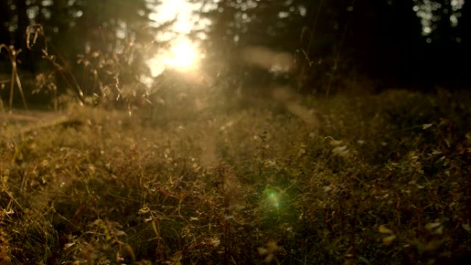 相机在背光，日落，跟踪镜头中穿过草丛