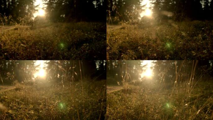 相机在背光，日落，跟踪镜头中穿过草丛