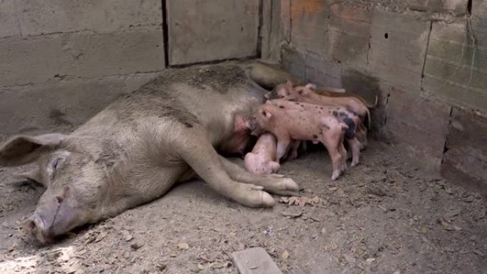 农场里以母猪喂养的新生仔猪