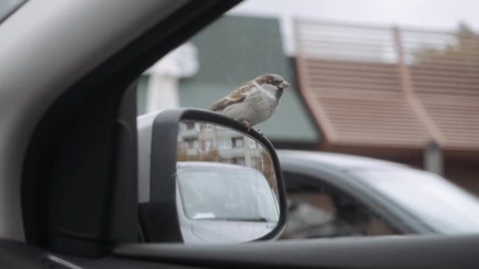 麻雀坐在汽车后视镜上乞求食物
