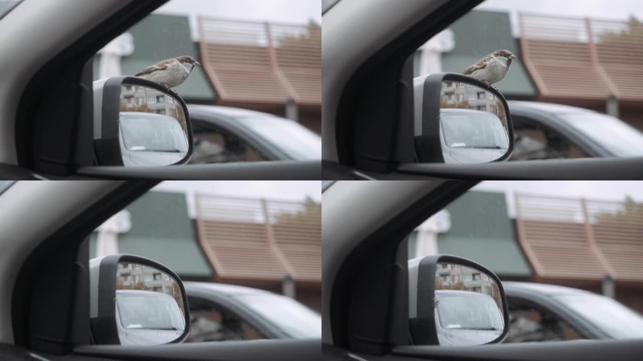麻雀坐在汽车后视镜上乞求食物