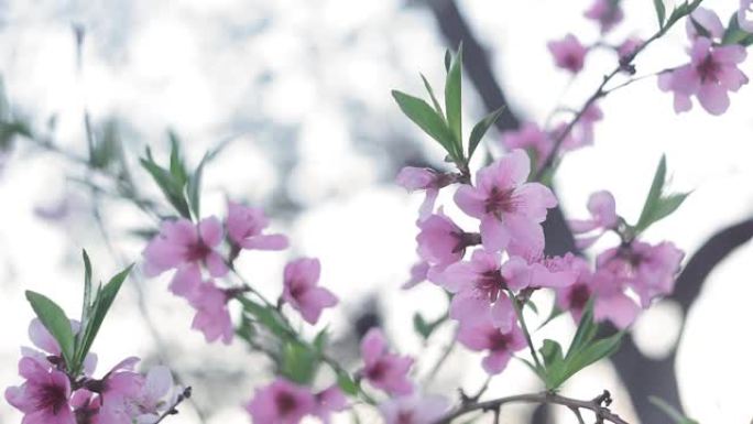 美丽的粉红色桃树花在花园里特写。春季
