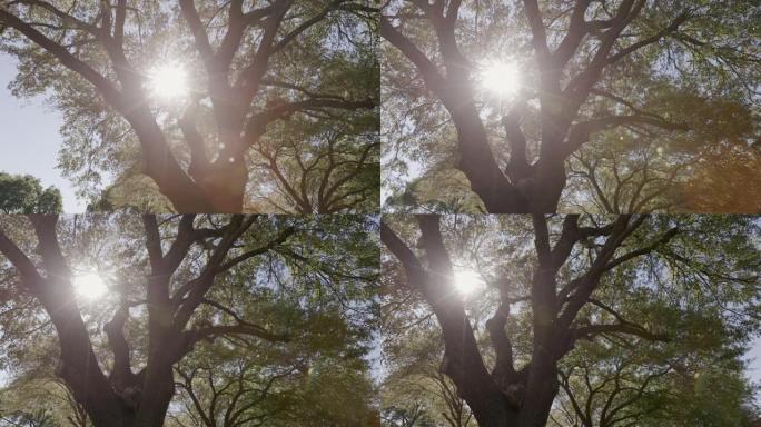 透过一棵大树的树枝和树叶可以看到阳光。