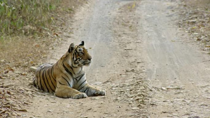 老虎坐在森林路上打哈欠