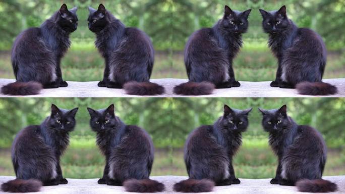 黑猫互相交谈双胞胎黑色家禽猫户外窗台窗外