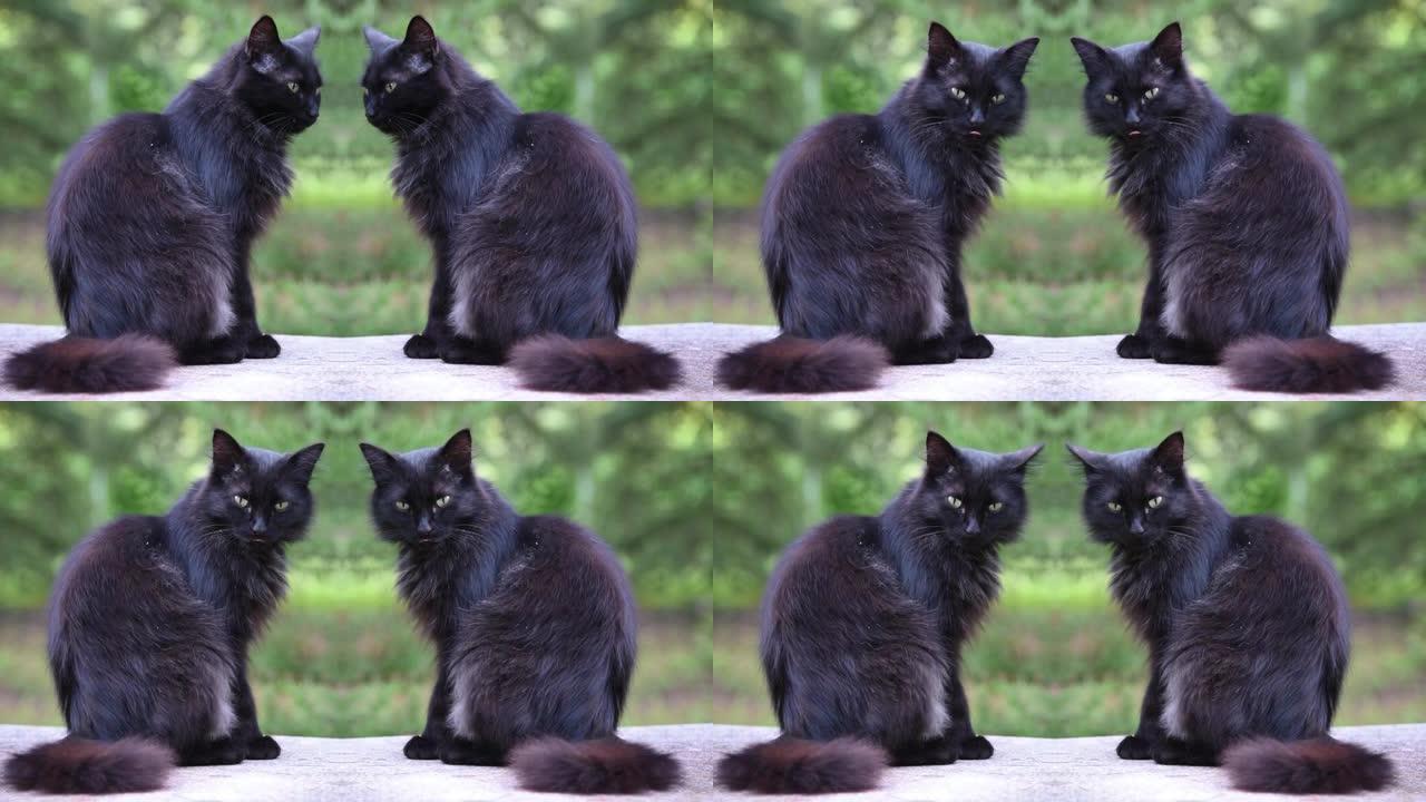 黑猫互相交谈双胞胎黑色家禽猫户外窗台窗外