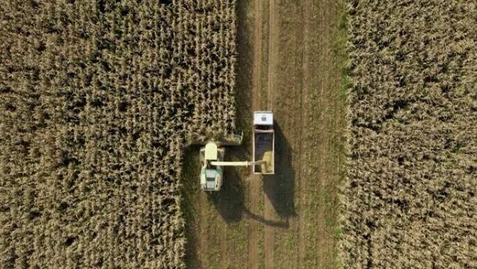 空中俯视收割机收集成熟的玉米田并将其倒入拖拉机拖车中