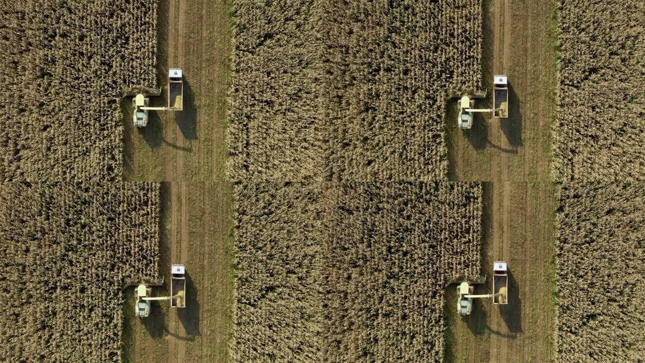 空中俯视收割机收集成熟的玉米田并将其倒入拖拉机拖车中
