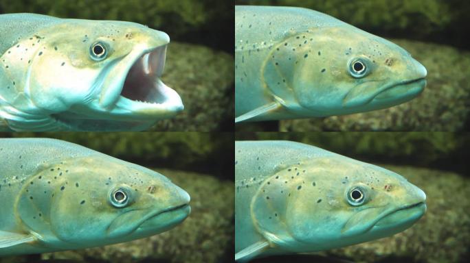 鳟鱼头的特写轮廓鱼类张嘴