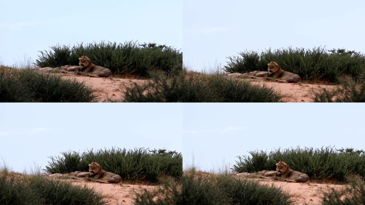 南非卡拉哈里的安息狮子野生动物园