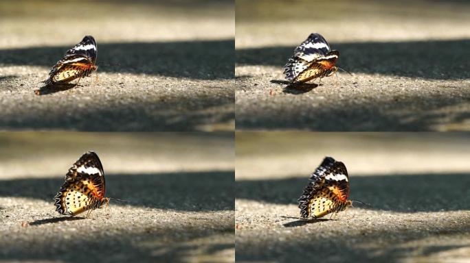 近距离泰国蝴蝶在地面上行走