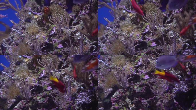 海底珊瑚鱼和珊瑚