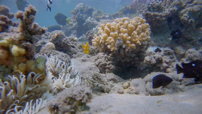 海葵和红海小丑鱼 (Amphiprion bicinctus) -红海/马萨阿拉姆-埃及