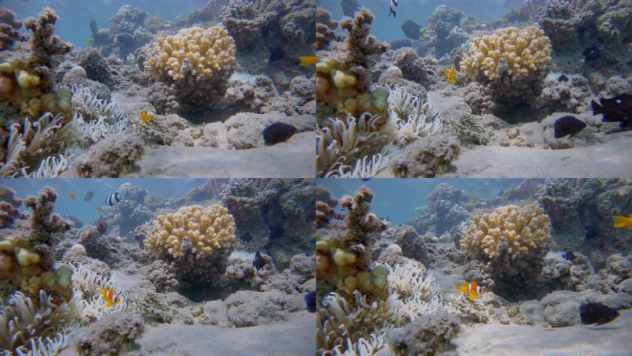 海葵和红海小丑鱼 (Amphiprion bicinctus) -红海/马萨阿拉姆-埃及