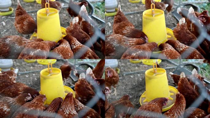 鸡群在鸡舍的黄色托盘上吃米糠