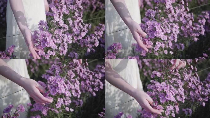 SLO MO女人的手触摸花朵