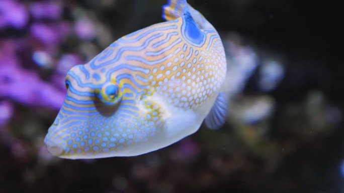 彩色河豚的特写海底生物海底游鱼海底美景