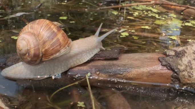 蜗牛在湖底的树枝上爬行。葡萄蜗牛在自然栖息地。特写