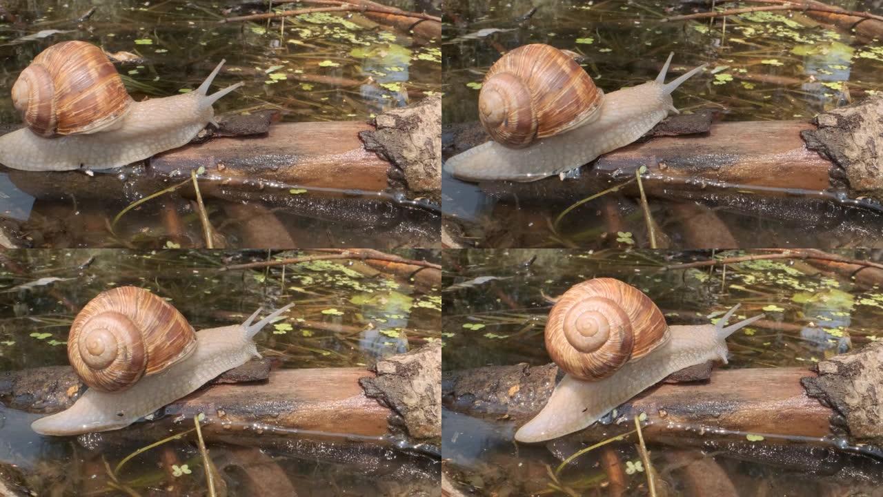 蜗牛在湖底的树枝上爬行。葡萄蜗牛在自然栖息地。特写