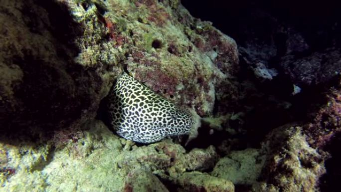 珊瑚礁上的蜂巢海鳗 (Gymnothorax favagineus)