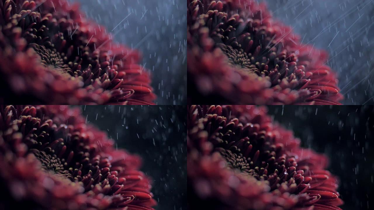 宏观侧视图淋浴水滴落在红色花瓣上