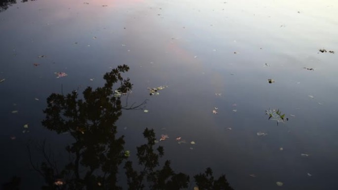 落叶的水面湖泊湖面水面波动秋天树叶