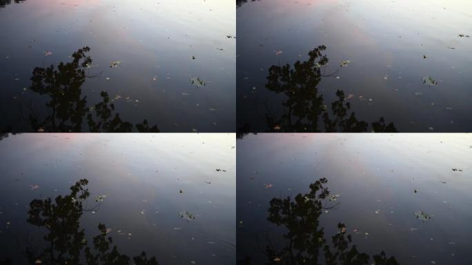 落叶的水面湖泊湖面水面波动秋天树叶