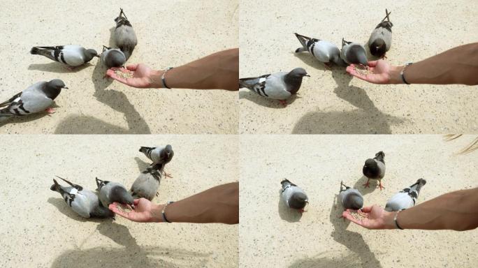 四只鸽子啄食葵花籽的特写镜头。女人用手喂野鸽。巴塞罗那。西班牙。4K
