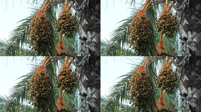 枣掌上的日期枣棕榈树