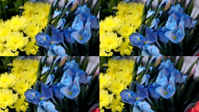 蓝色惊人的花朵鸢尾与水滴在花店出售，特写视图。