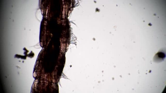 透明体幼虫蚊子摇蚊显微镜特写