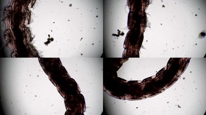 透明体幼虫蚊子摇蚊显微镜特写